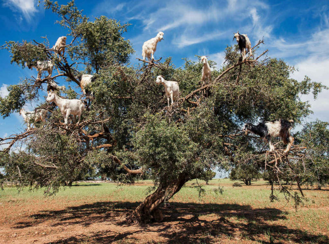 0021_Ziegen auf Arganbaum - Credit simonestorelli - stock.adobe.com